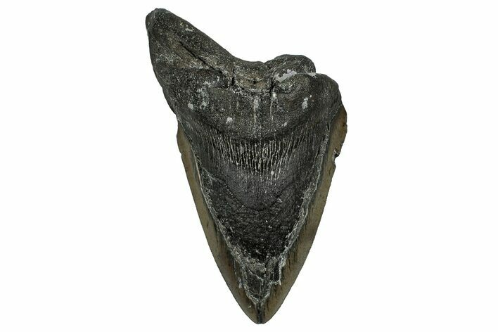 Partial, Fossil Megalodon Tooth - Serrated Blade #338584